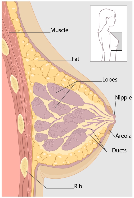 The biological cross-section showing the  structure of human breasts.  Breast cancer develops in thw lobes and ducts.