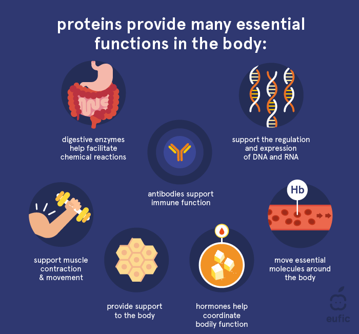 Shows the role of protein in the body.
